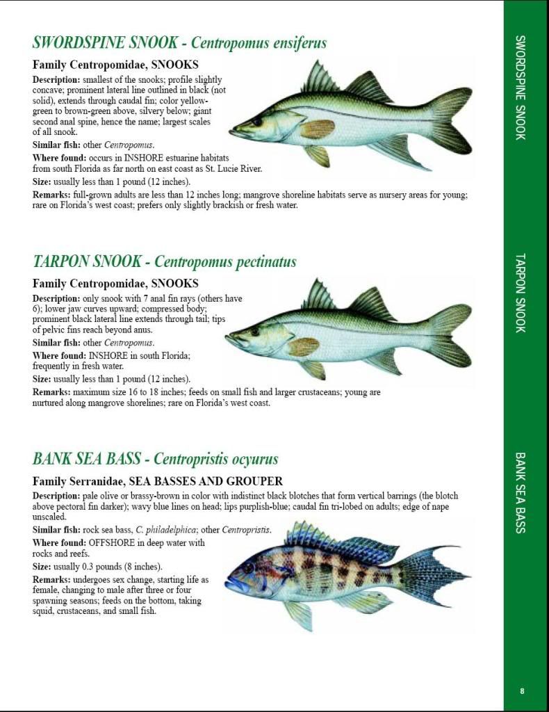 Florida Fish Size Chart